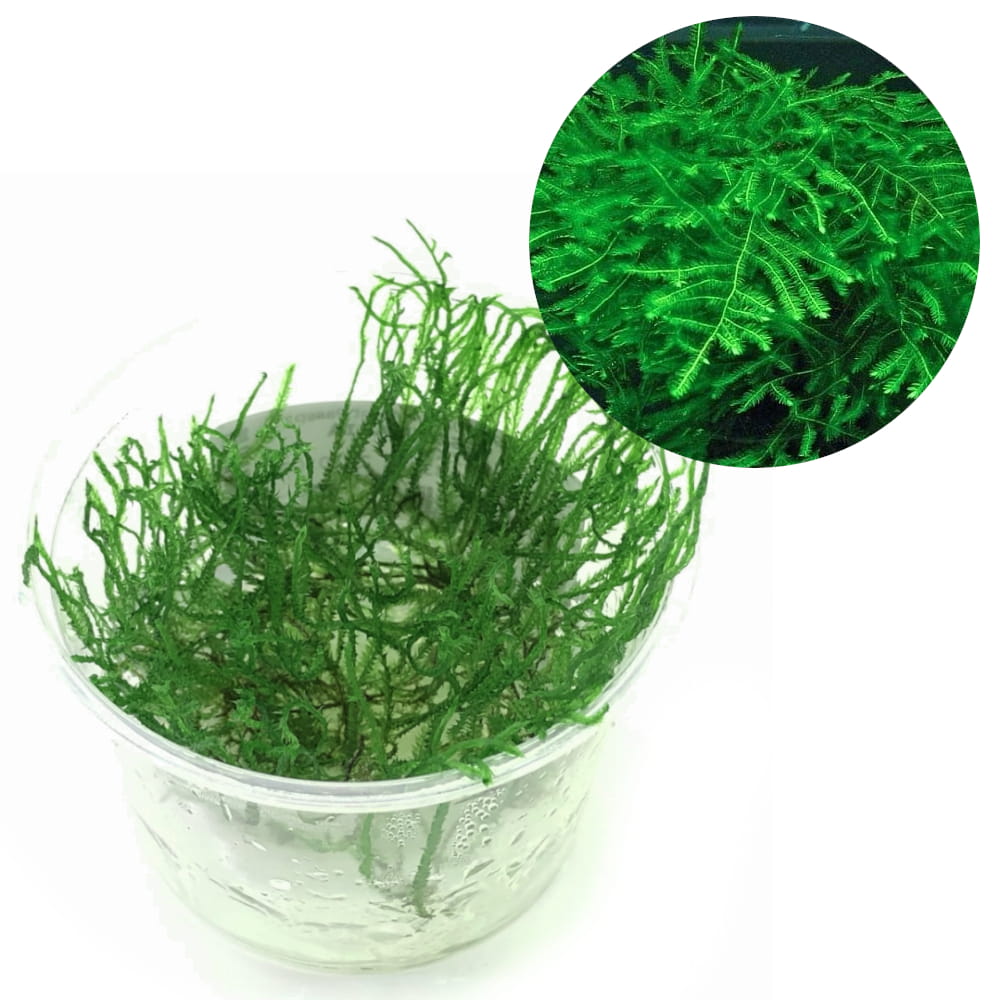 spiky moss kubek 5cm.jpg